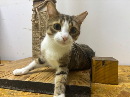 Sevgi Dolu Bir Kalp: Size Çok İyi Gelecek fotoğraf