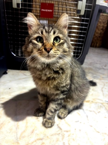 Sendeliyor, Sokakta Yaşayamaz fotoğraf