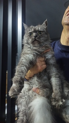 Ömürlük yuva arıyoruz fotoğraf