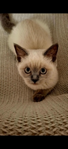 Minnoşumuz yeni yuvasını arıyor (Ücretsiz sahiplendirme) fotoğraf