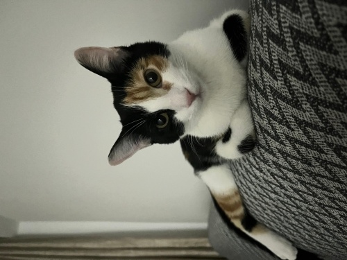 Benek çok acil yuva arıyor fotoğraf