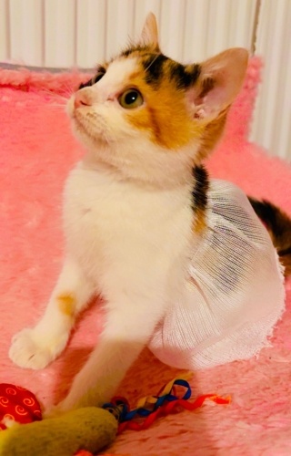 Çok cana yakın ve oyuncu yavrumuz yuva arıyor! fotoğraf