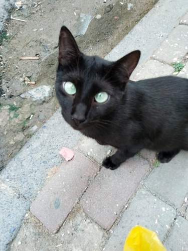 BU GÜZEL KIZA ÖMÜRLÜK YUVASININ ARIYORUM fotoğraf