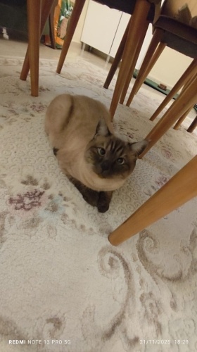 1 Yaşında Blue Point Dişi Kedi Sevgi Dolu Yuvaya Sahiplenilecek fotoğraf