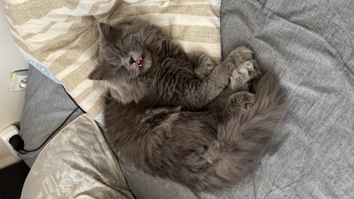 Dünyanın en uysal cana yakın kedisi fotoğraf