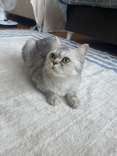 Acil sahiplendirme dişi hamile olabilir fotoğraf