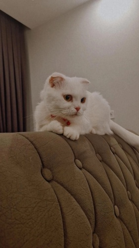 Evimizin neşesine acil yuva fotoğraf