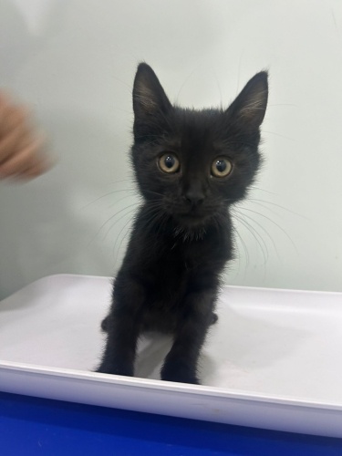 ŞANS ÖMÜRLÜK YUVASINI ARIYORRRR fotoğraf