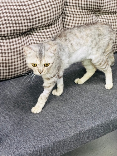 PAMUK GİBİ BİR KIZ ACİL YUVA ARIYORUM fotoğraf