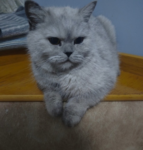 Asil Kısır Sevecen fotoğraf