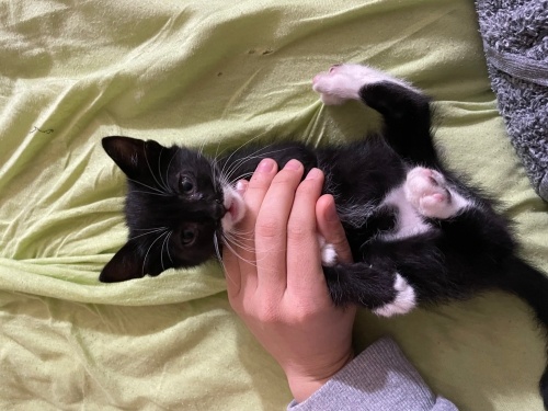 Yavru smokin bebeğe acil yuva aranıyor fotoğraf