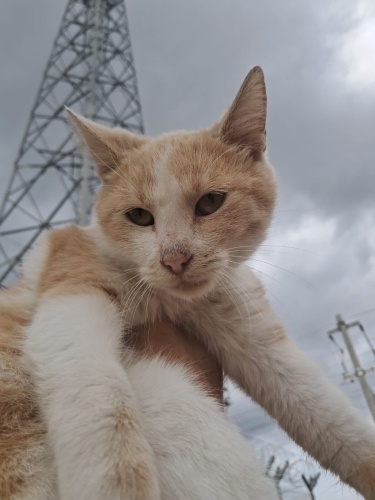 Çok küçük henüz,resimde büyük çıkmış. fotoğraf
