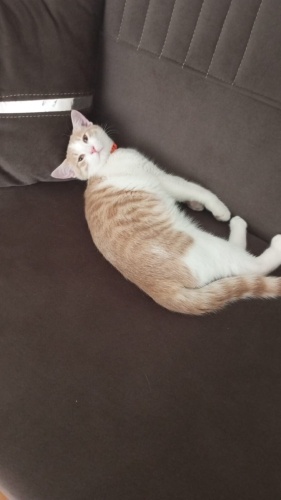 yavru sarman erkek kedi fotoğraf