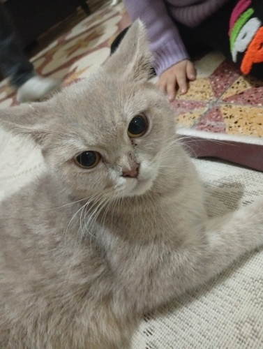 Sahiplendirmek istiyorum fotoğraf