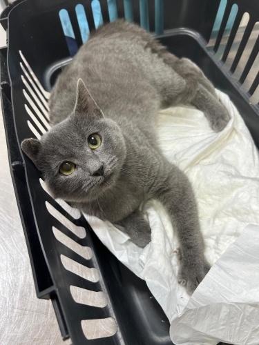 Tüm aşıları yapıldı ücretsiz fotoğraf