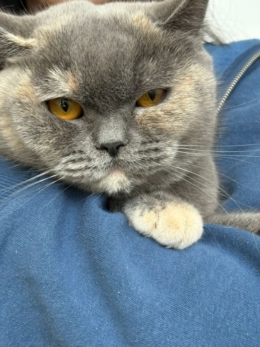 Ücretsiz sahiplendirme fotoğraf