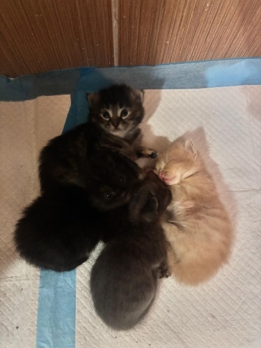 Ücretsiz Bebek Kedilere Yuva Olur Musunuz? fotoğraf