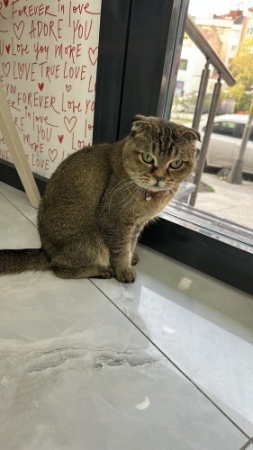 Sokağa bırakılmış bir can fotoğraf