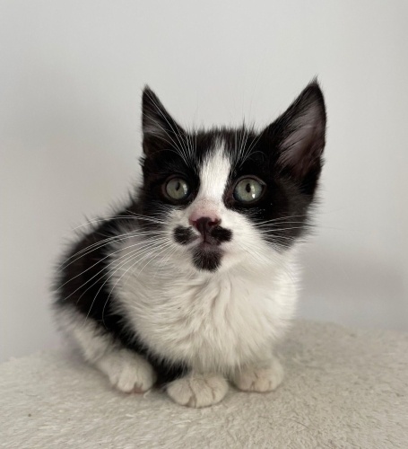 ÇOK ACİL ANKARA YUVA fotoğraf