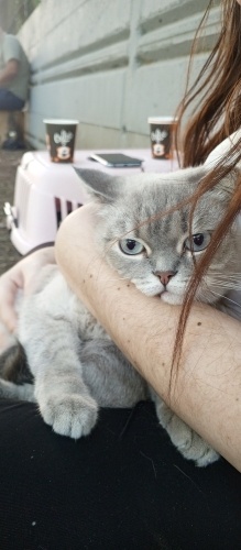 Cok sevimli uysal bi kedi sahiplendirmek istiyorux fotoğraf