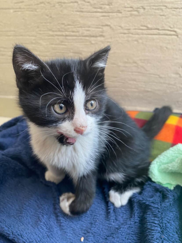 Engelli Miniğe Acil Yuva fotoğraf