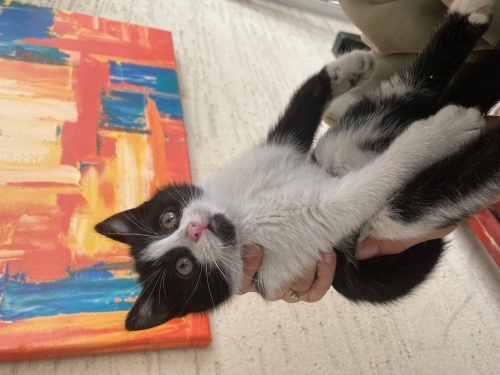 Engelli Miniğe Acil Yuva fotoğraf