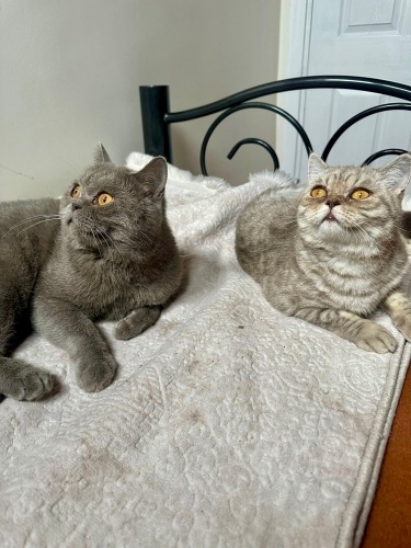 RIFKI VE MAYAYA ÖMÜRLÜK YUVA fotoğraf