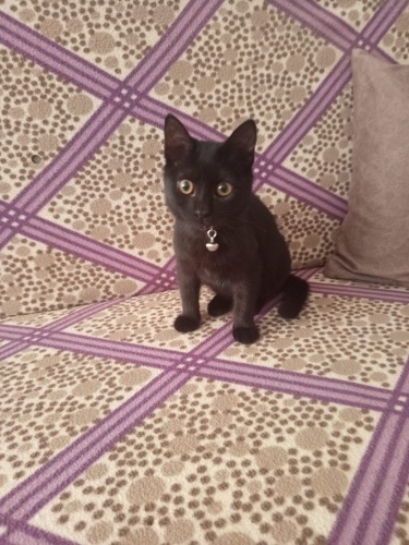 Güzel prensese yuva fotoğraf