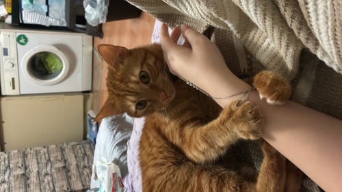 CİNS DEĞİL DİYE GEÇMEYİN NOLUR CANA ÇOK YAKIN İNSANLARI ÇOK SEVİYOR fotoğraf