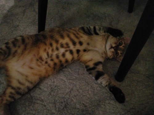 Mia için kalıcı yuva arıyoruz fotoğraf