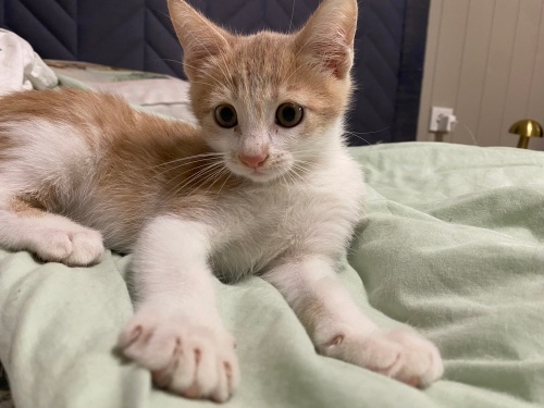 2 aylık sevimli erkeğe yuva fotoğraf