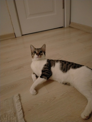 Kalıcı yuva arıyoruz fotoğraf