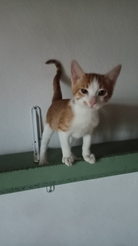 Çok hareketi oyuncu sevimli cana yakin fotoğraf