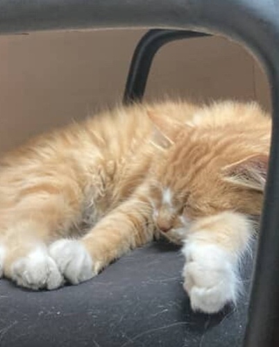 GÜZELLER GÜZELİ NORVEÇ MELEZİ fotoğraf