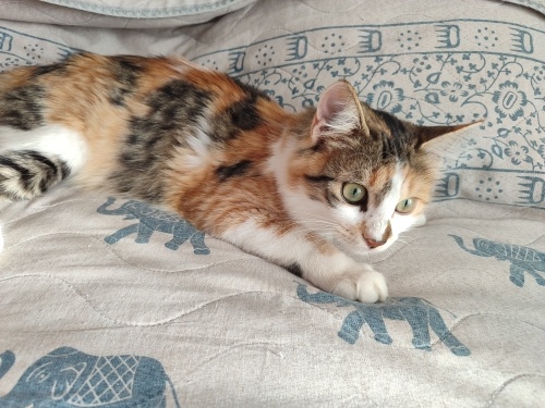 Sarılmayı çok sever fotoğraf