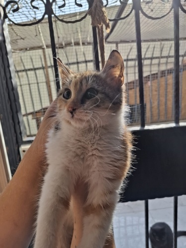 cicek yeni yuvasini ariyor fotoğraf