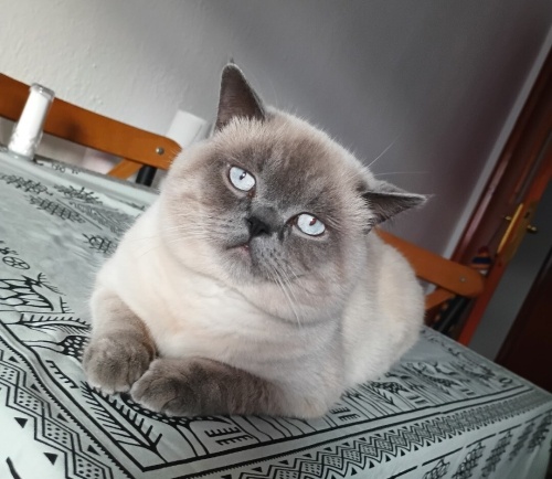 Ücretsiz sahiplenirilecektir gayet sessiz ve akıllı fotoğraf