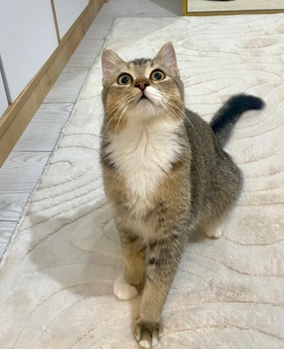 5 aylık kısır erkek ev kedisi fotoğraf