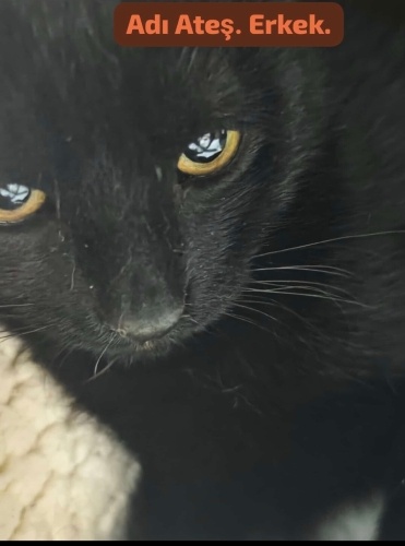 Üzüm gibi Gece gibi Bir Delikanlı fotoğraf