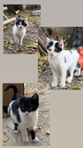 Sevimli küçük Yavru kediler fotoğraf