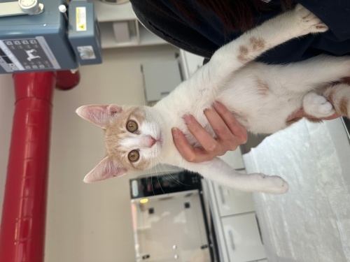 ✨ Bal Renkli Gözlü Miniğimiz Yuvayı Arıyor ✨ fotoğraf