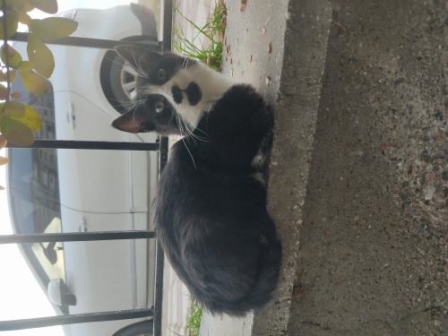 Annesiz yavrular fotoğraf