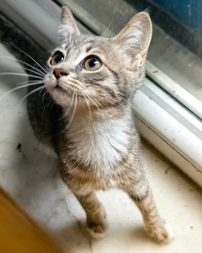 Bıcır bıcır oyuncu bir kız bebek fotoğraf