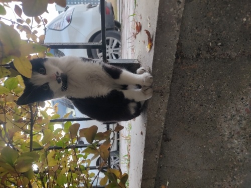 Annesiz yavrular fotoğraf