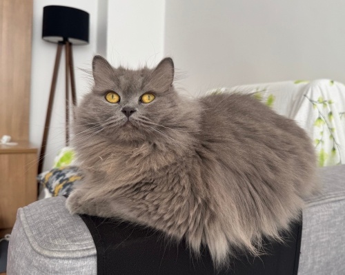 Gray ömürlük ailesini arıyor fotoğraf