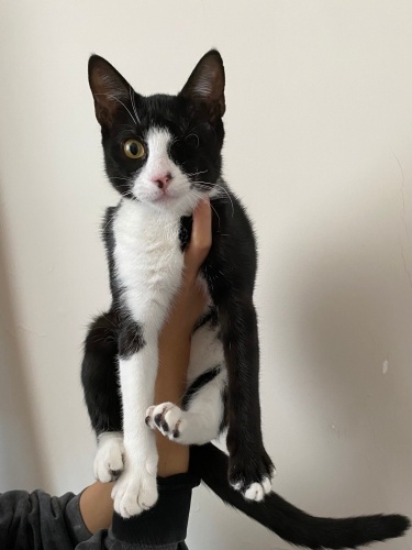 TEK GÖZLÜ ŞIPIDIK HANIM AİLESİNİ ARIYOR! fotoğraf