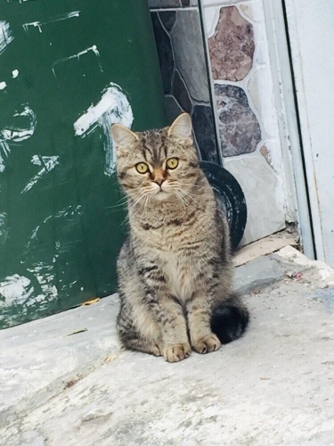 7 AYLIK BRİTİSH ERKEK fotoğraf