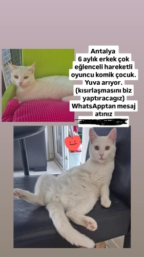 Antalyaa Oğlumuza ömürlük yuva olmak istermisiniz fotoğraf