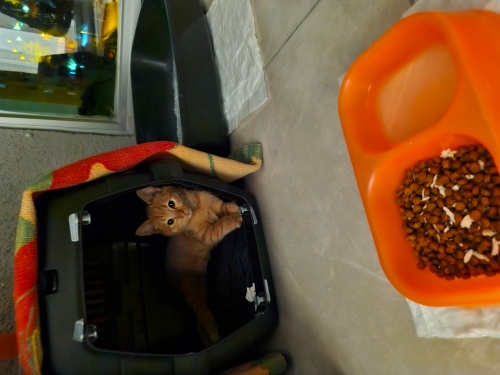 Sürekli gırlayan minik tatlı patates fotoğraf