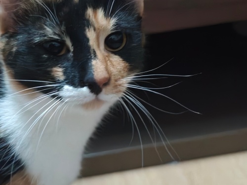 Yudum Zararsız Akıllı Çok Nazlı Bir Kız fotoğraf